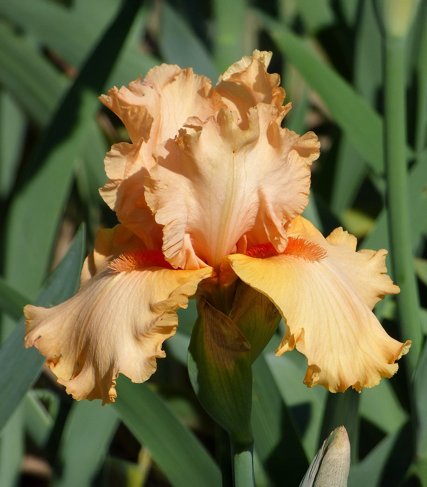 Peach State Tall Bearded Iris - 1 Rhizome
