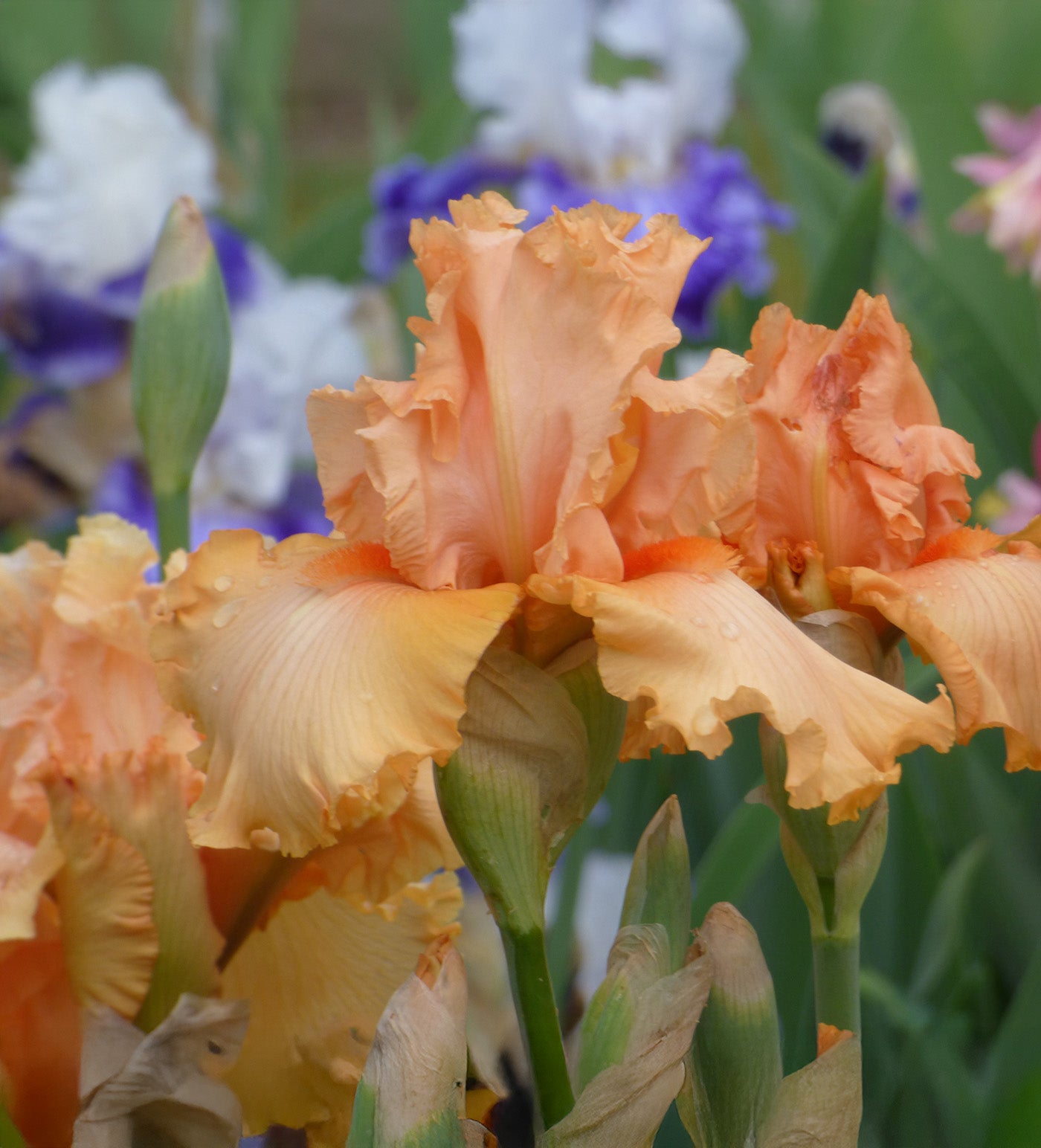 Peach State Tall Bearded Iris - 1 Rhizome