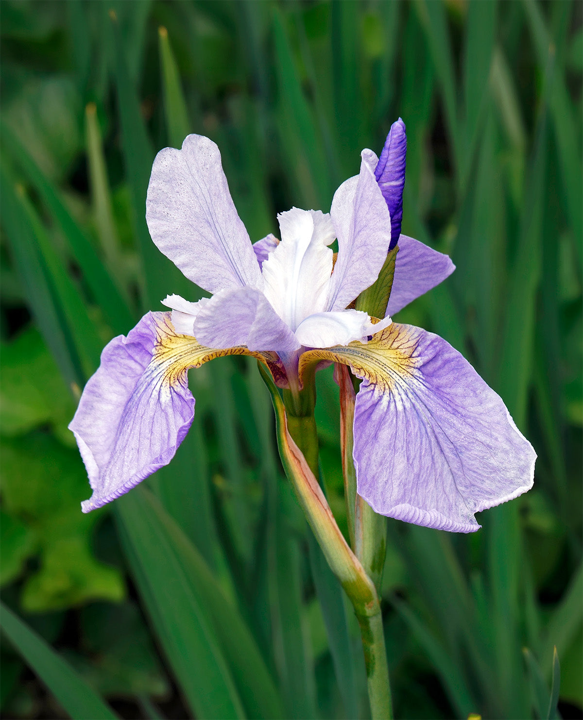 Sky Wings Siberian Iris - 3 root divisions