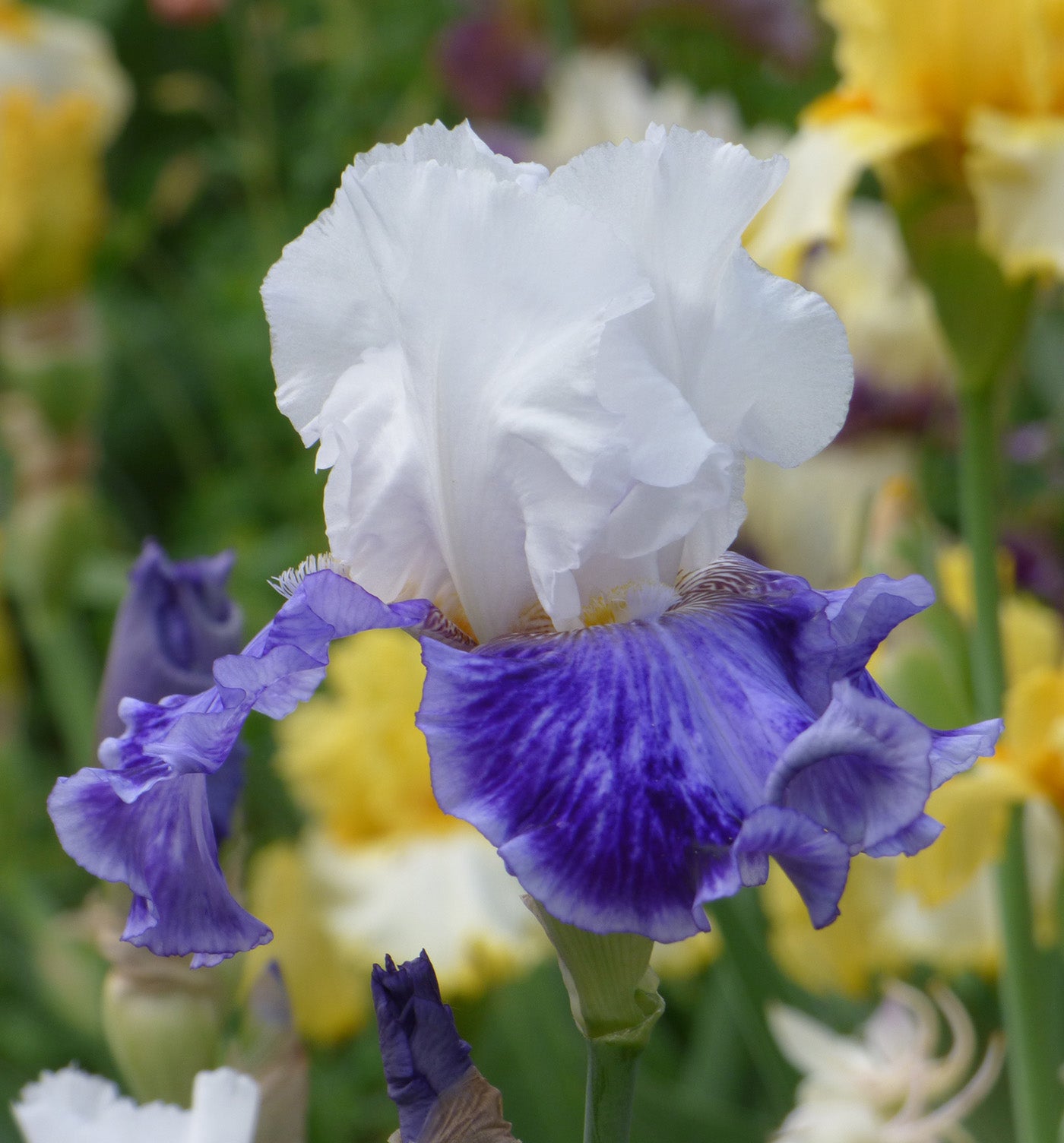 Tillamook Bay Reblooming Bearded Iris - 1 Rhizome