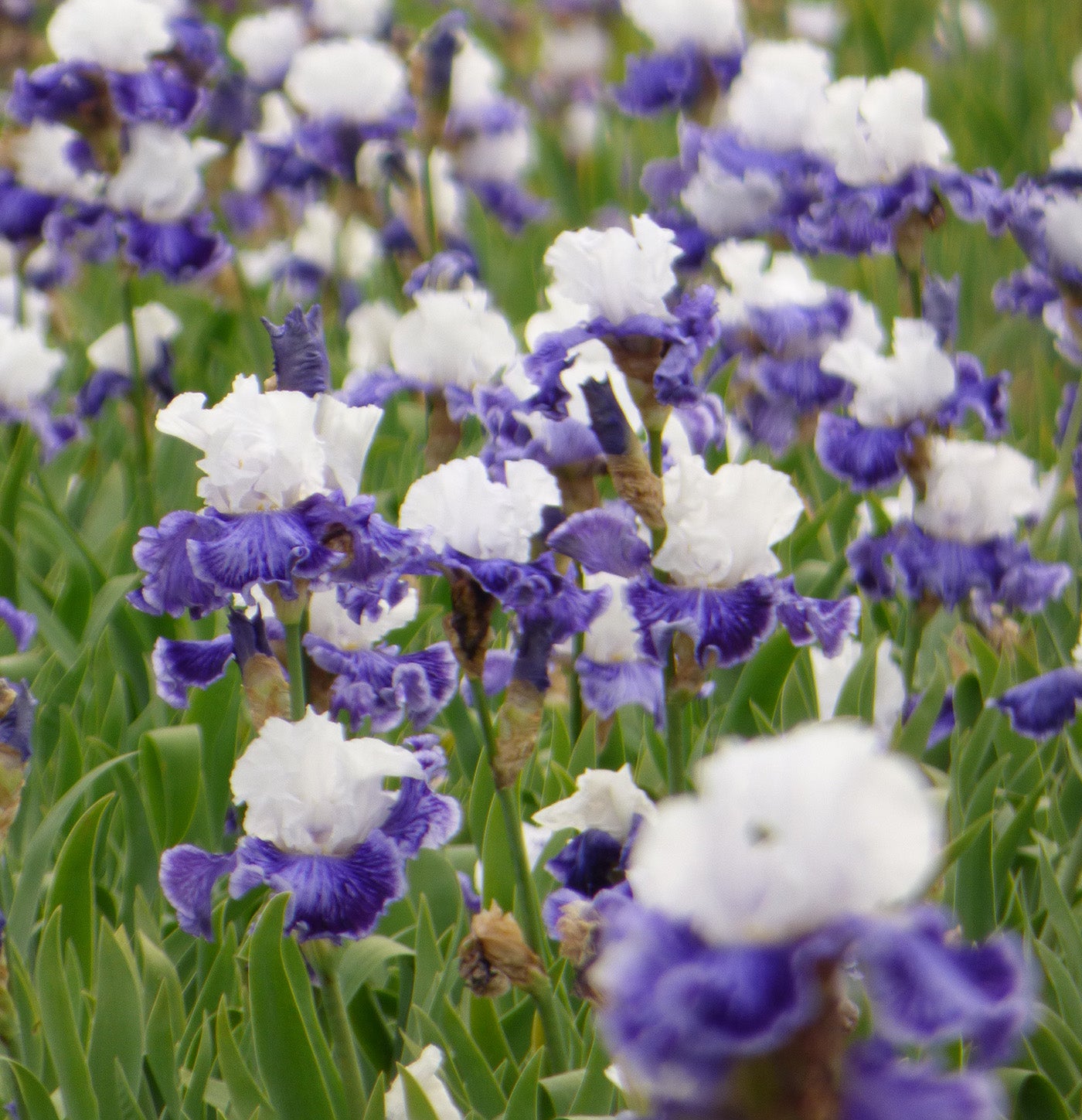 Tillamook Bay Reblooming Bearded Iris - 1 Rhizome