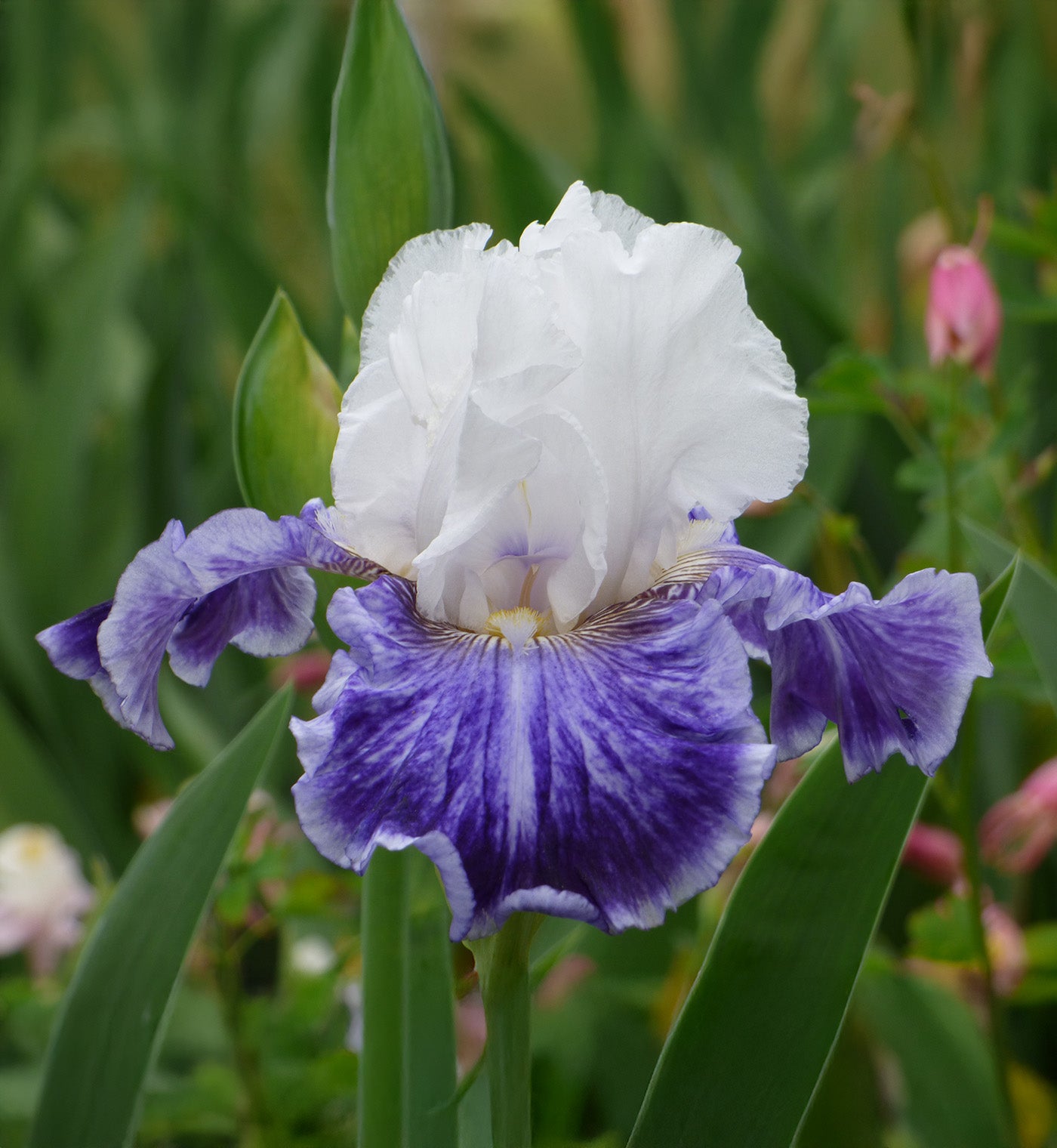 Tillamook Bay Reblooming Bearded Iris - 1 Rhizome