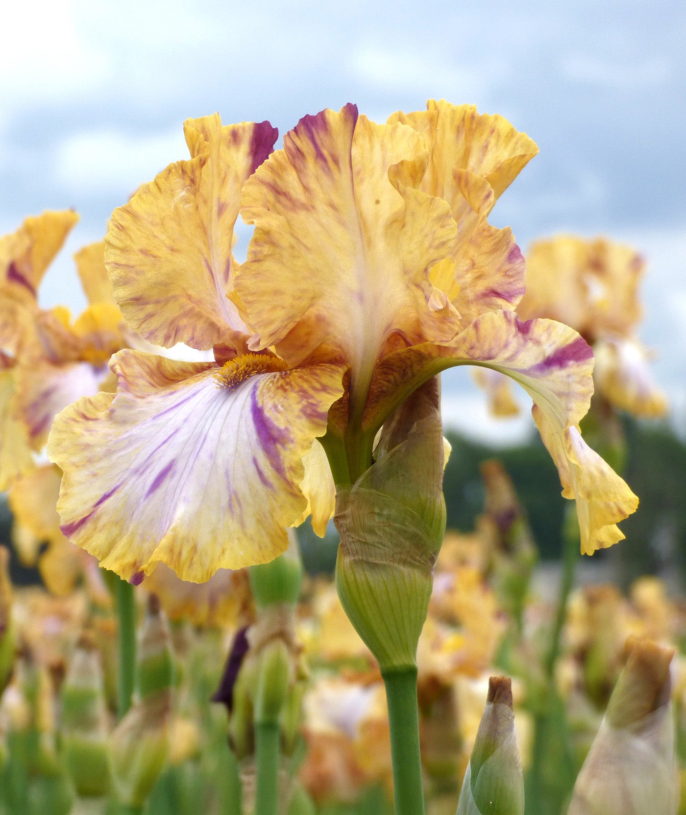 Toucan Tango Tall Bearded Iris - 1 Rhizome