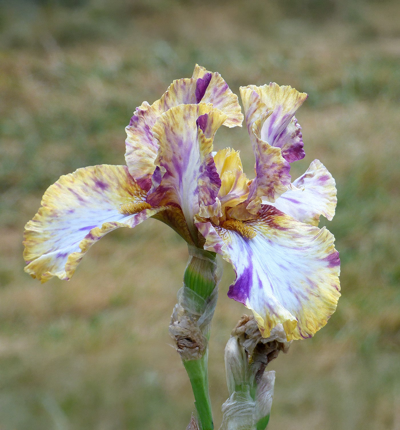 Toucan Tango Tall Bearded Iris - 1 Rhizome