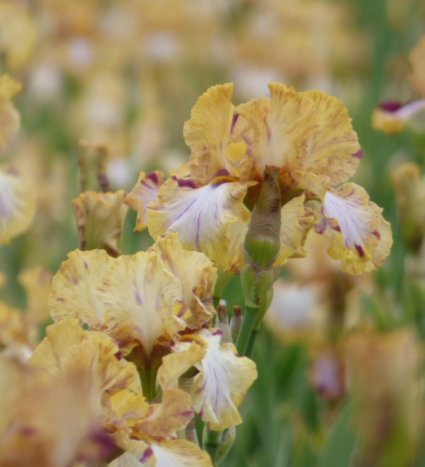 Toucan Tango Tall Bearded Iris - 1 Rhizome
