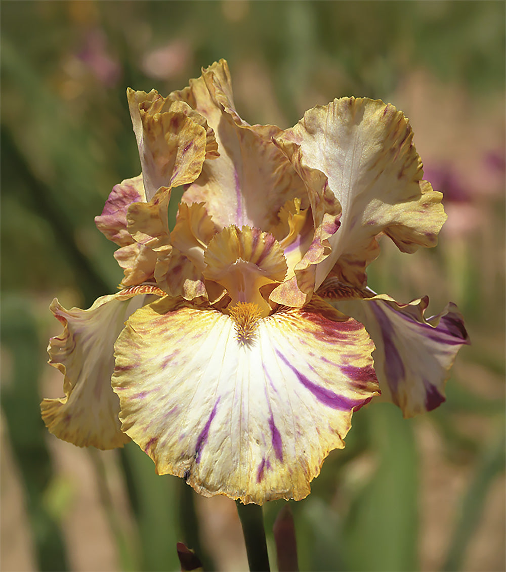 Toucan Tango Tall Bearded Iris - 1 Rhizome