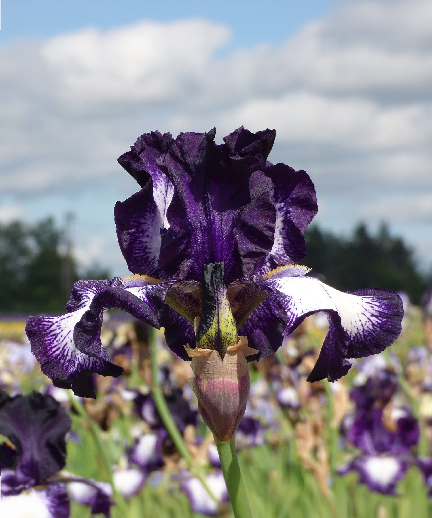 Cascade Locks Tall Bearded Iris - 1 Rhizome