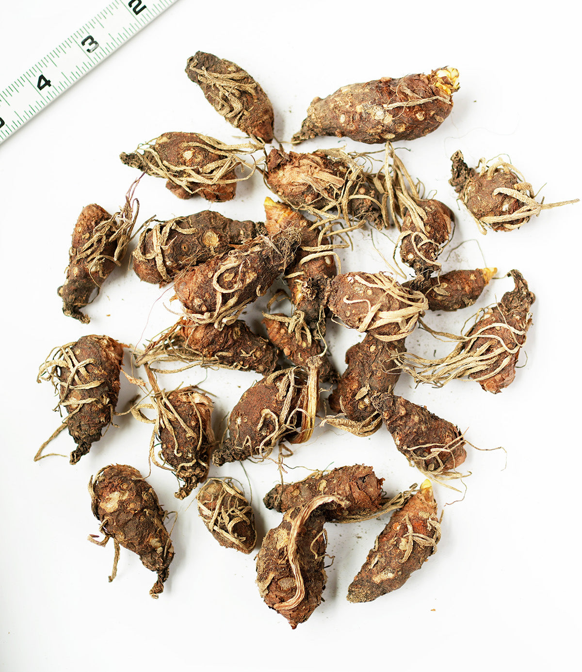 Italian Lords and Ladies - 25 bulbs