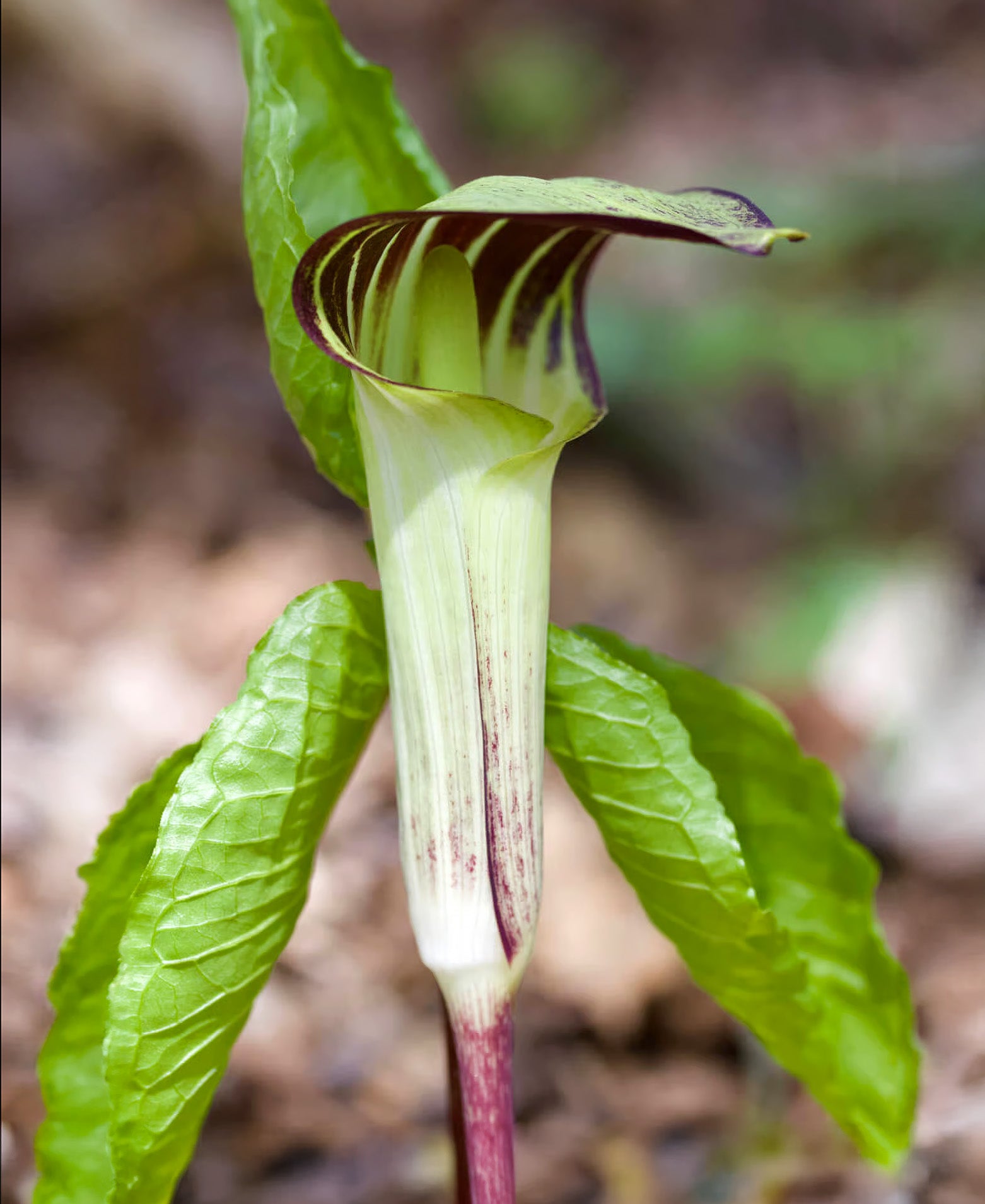 Jack-in-the-Pulpit - 5 Corms, image size:1562x1908