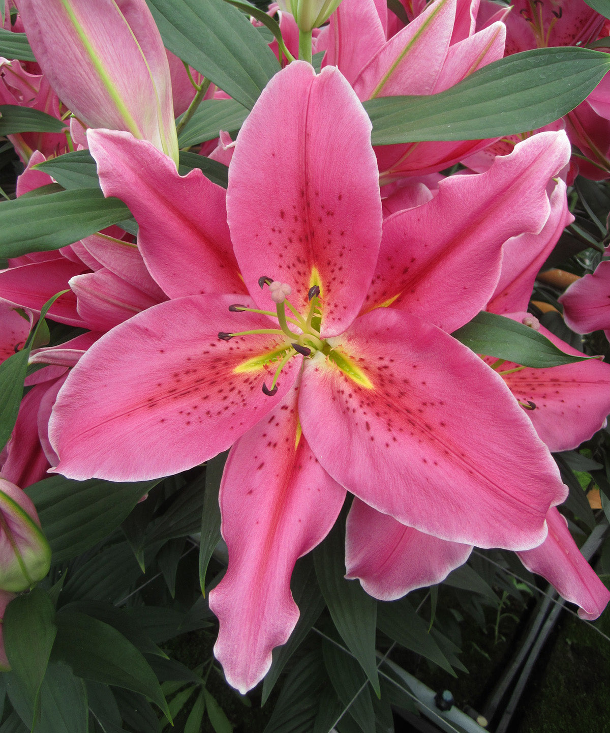 Best Regards Oriental Lily - 5 bulbs