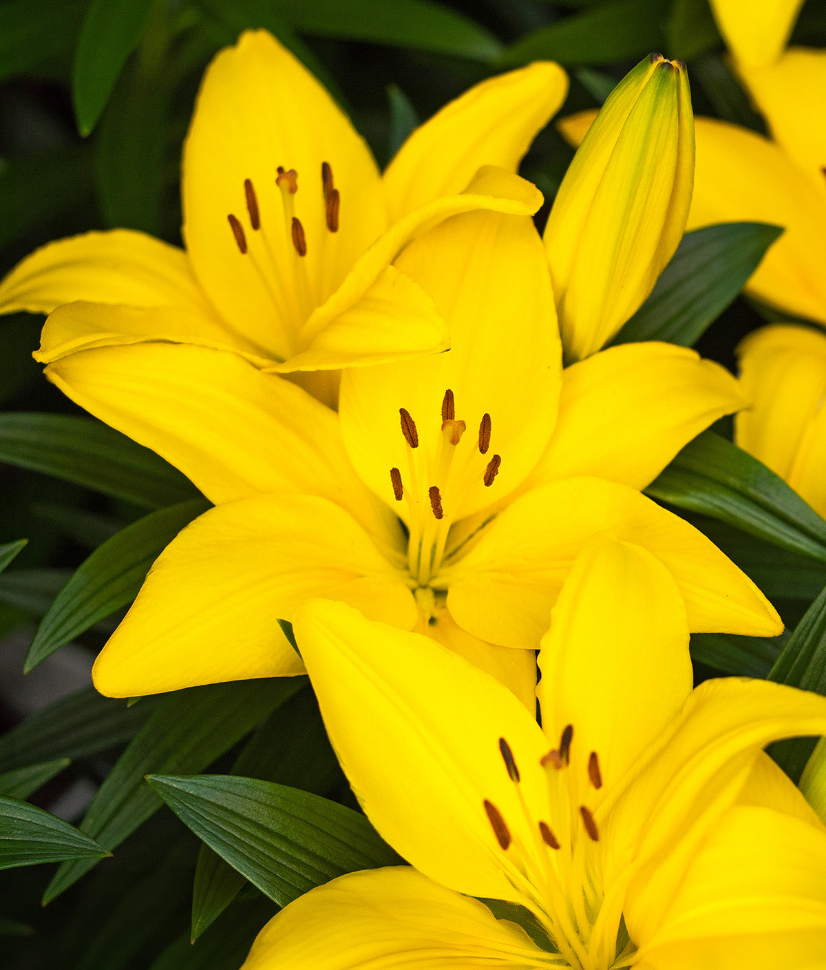 Botero LA Hybrid Lily - 5 bulbs