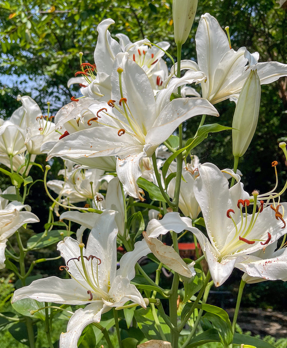 Casablanca Oriental Lily - 5 bulbs