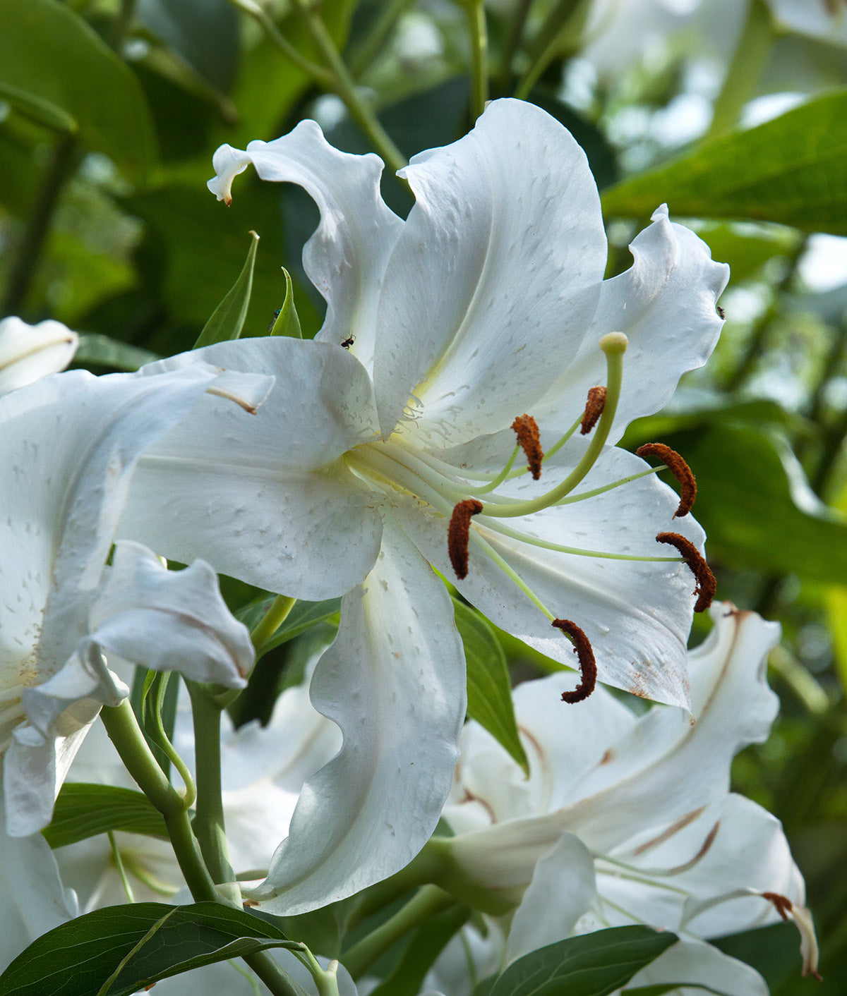 Casablanca Oriental Lily - 5 bulbs