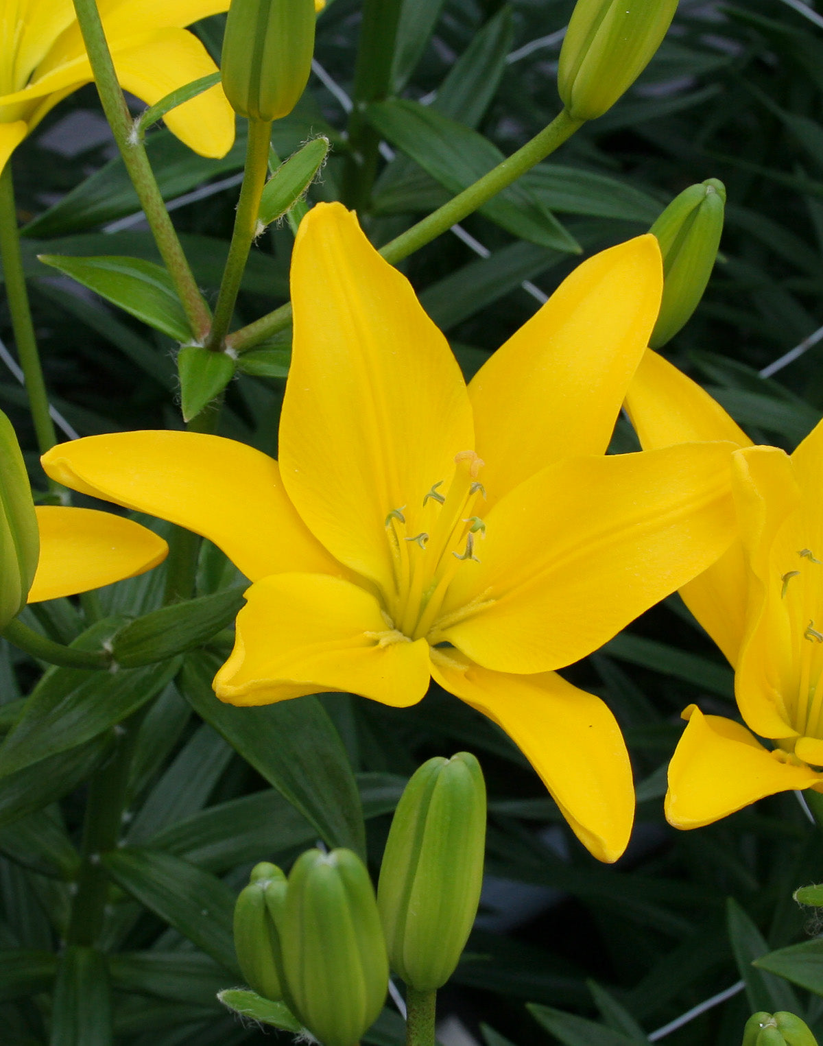 Easy Sun Asiatic Lily - 5 bulbs
