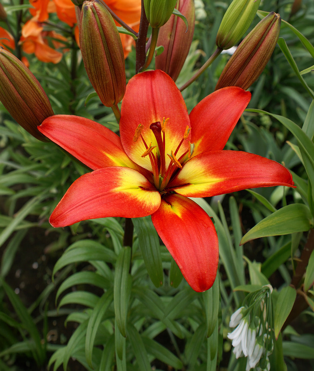 Forever Linda Asiatic Lily - 5 bulbs