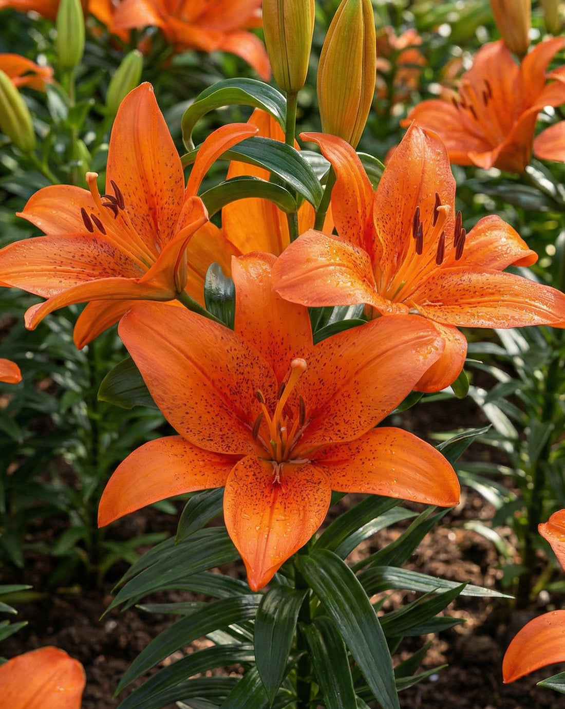 hybrid lily flower Foxley TA Hybrid Lily