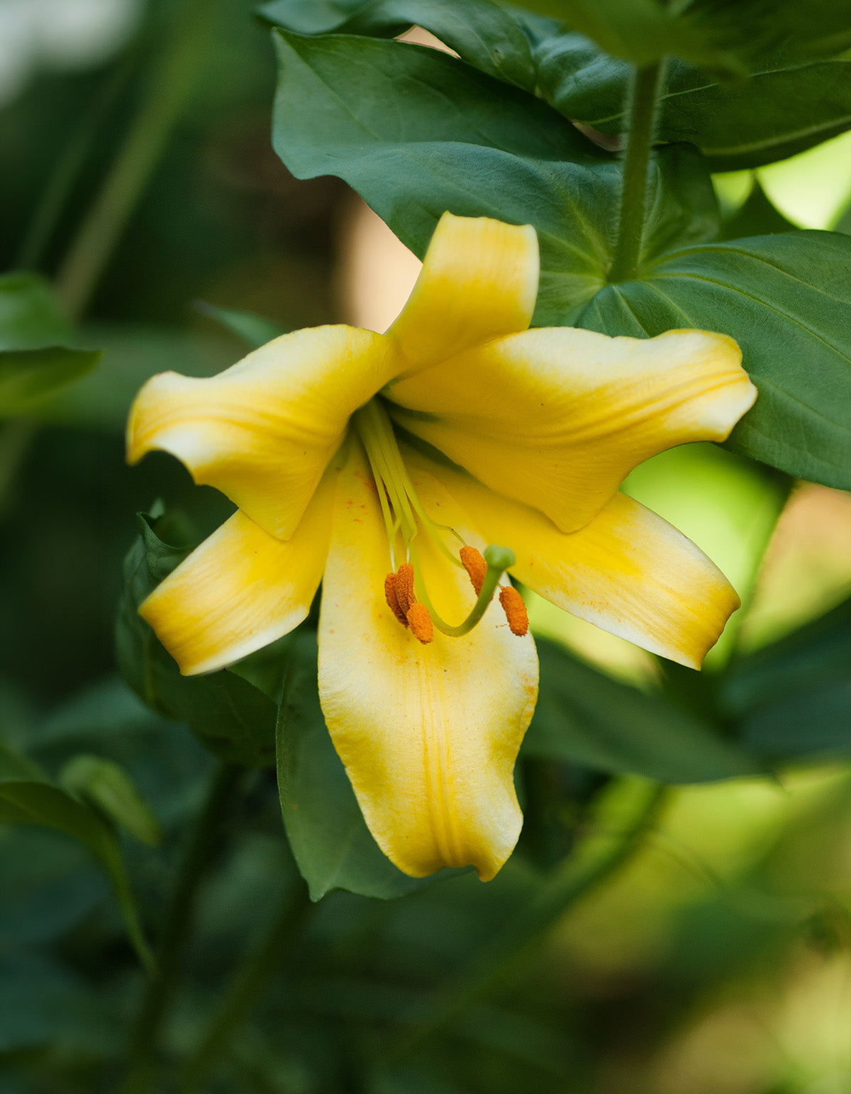 Honeymoon Orienpet Lily - 5 bulbs