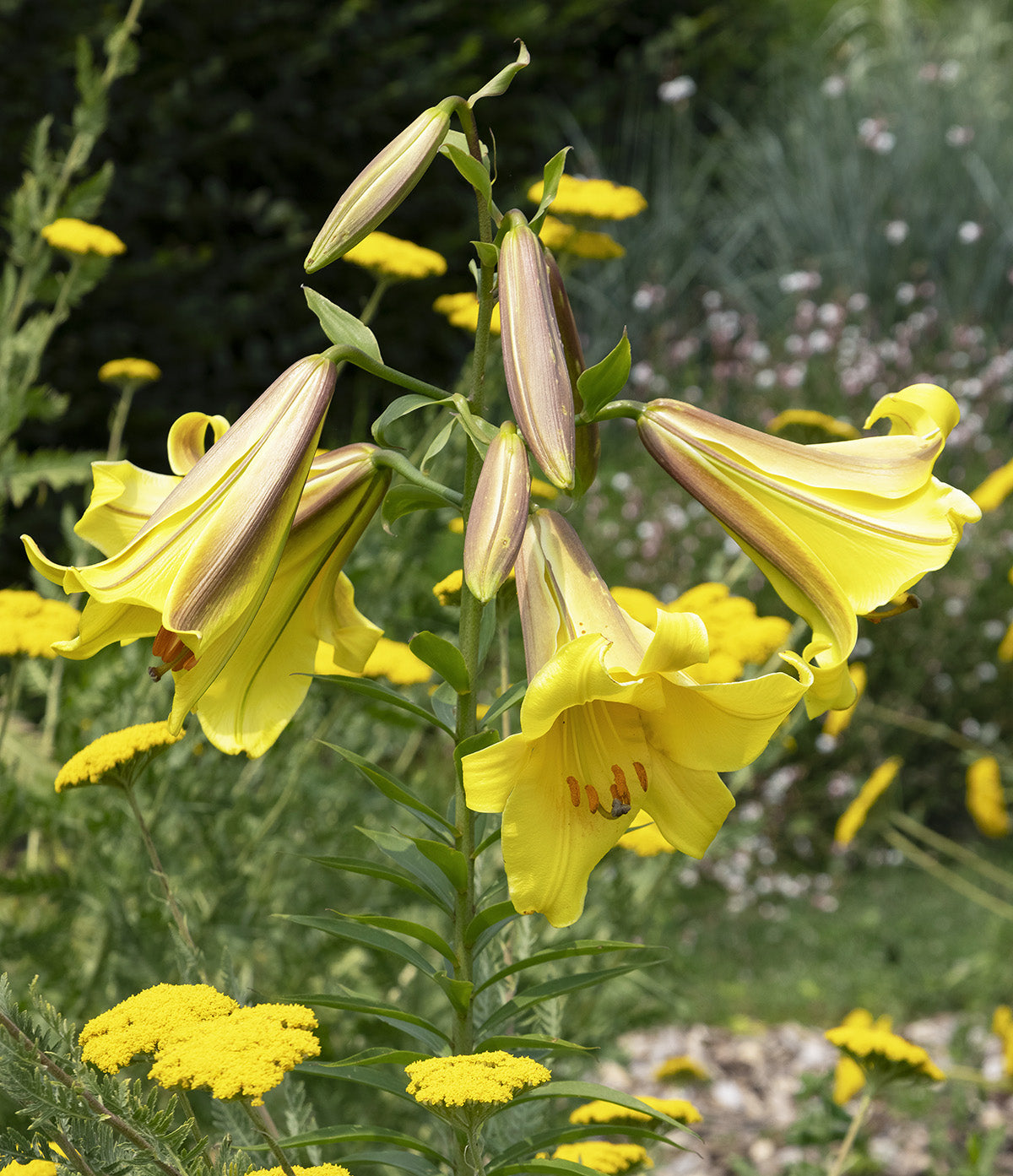 Honeymoon Orienpet Lily - 5 bulbs