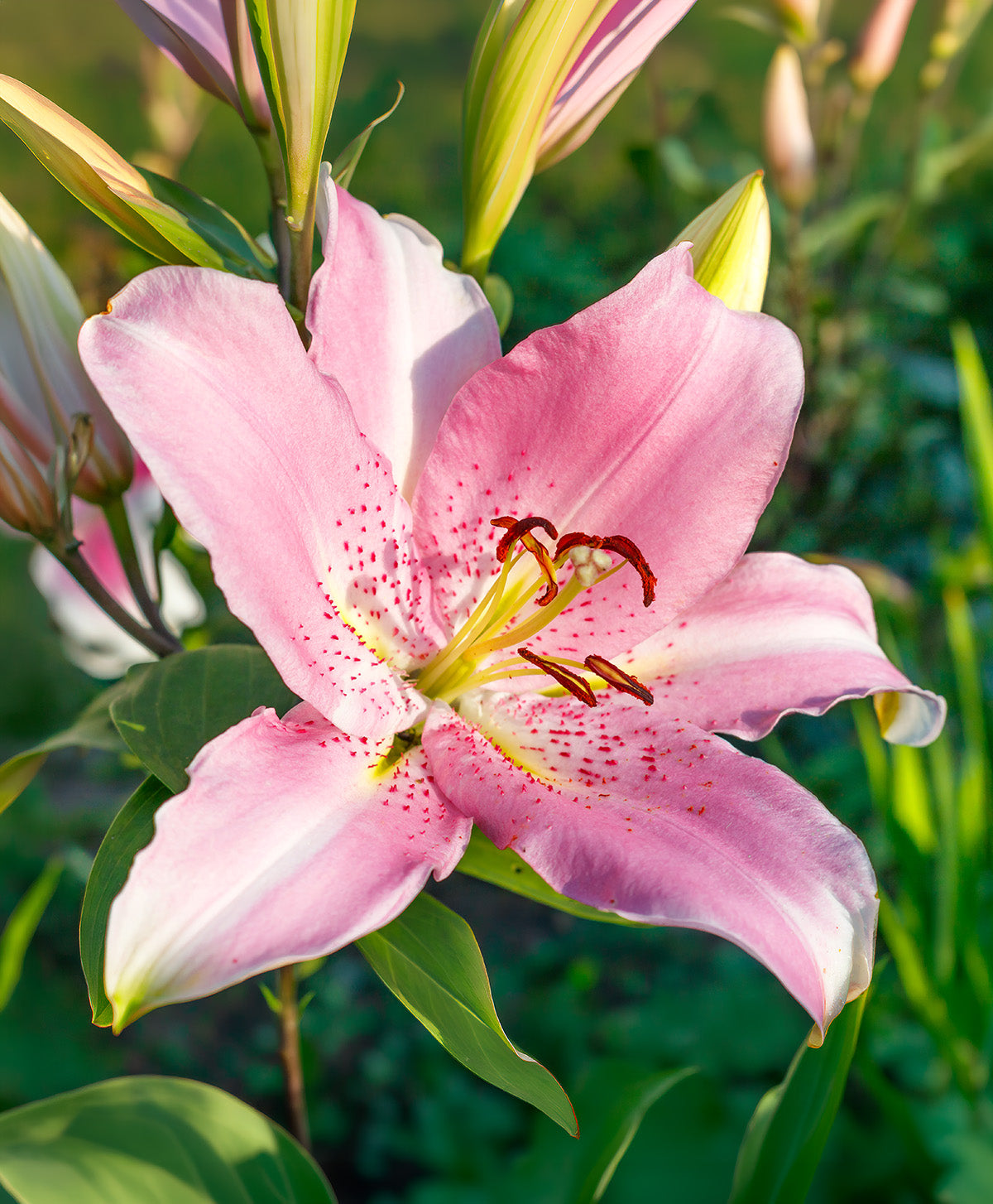 Josephine Oriental Lily - 5 bulbs