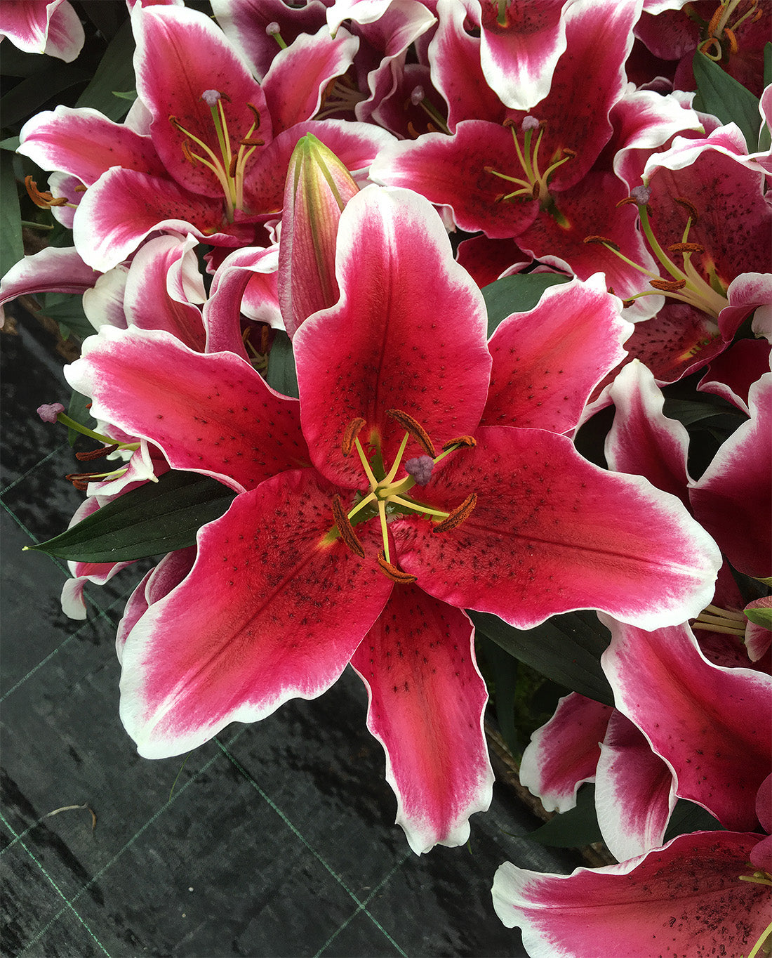 king lily flower King Solomon Oriental Lily