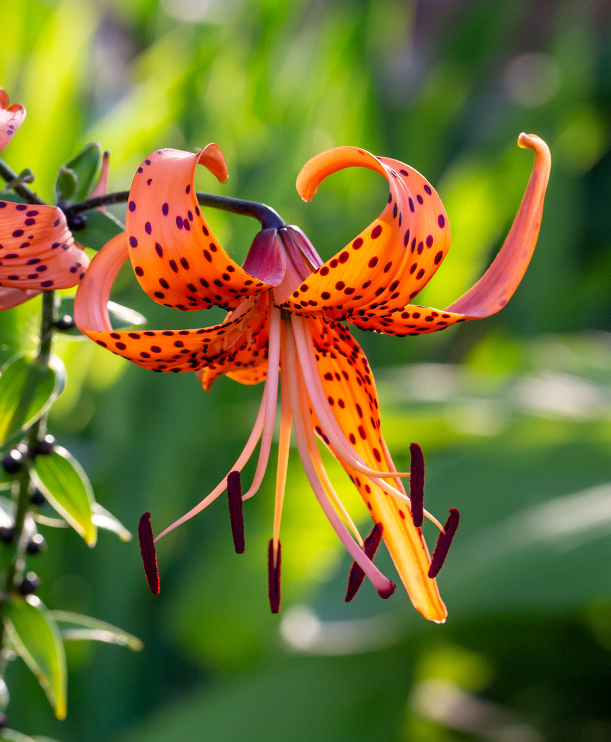 Lancifolium Tiger Lily - 5 bulbs