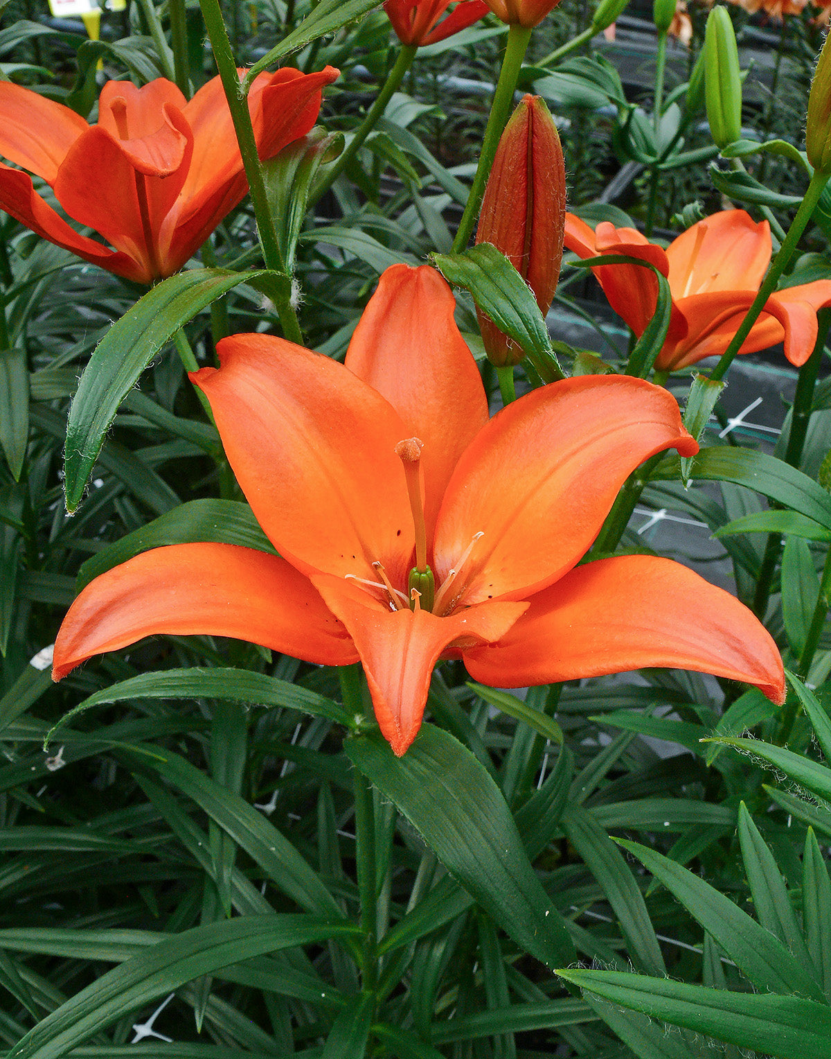 Mandarin Star Asiatic Lily - 5 bulbs