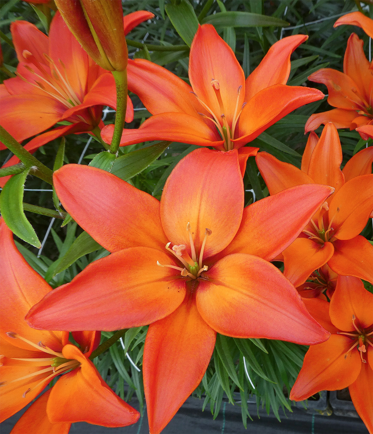 Mandarin Star Asiatic Lily - 5 bulbs