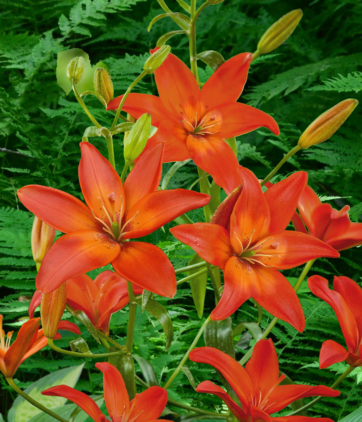 Mandarin Star Asiatic Lily - 5 bulbs