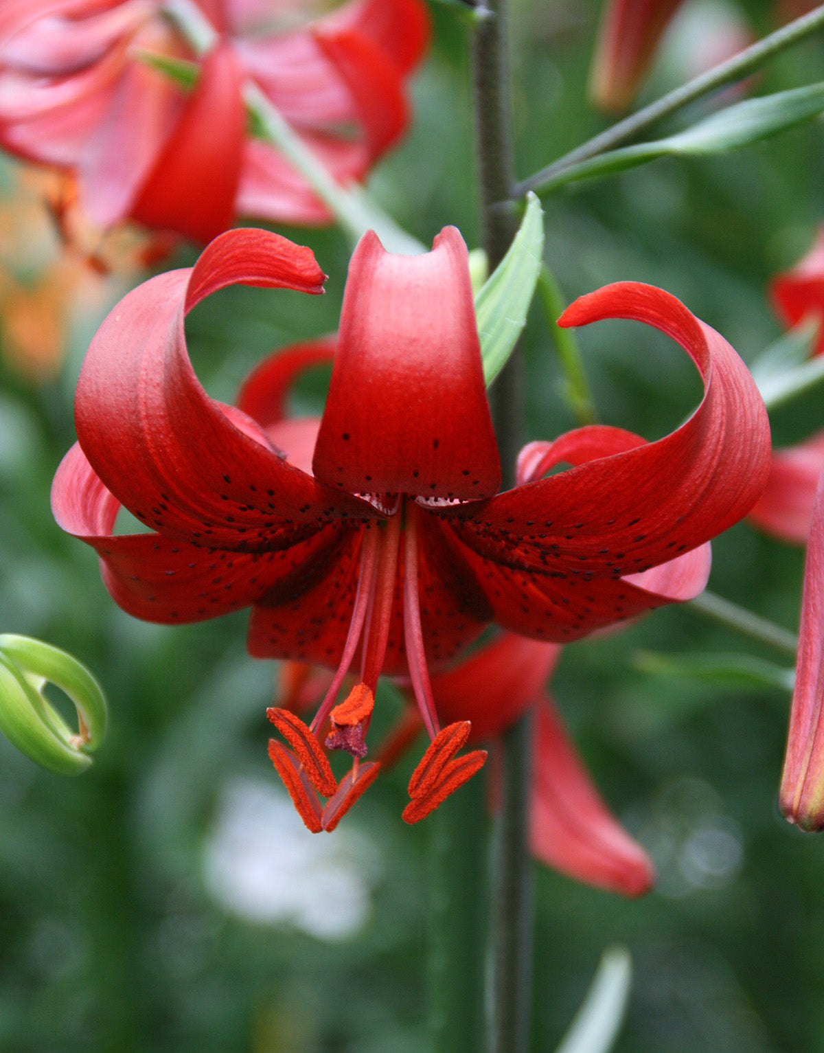Red Velvet Tiger Lily - 5 bulbs