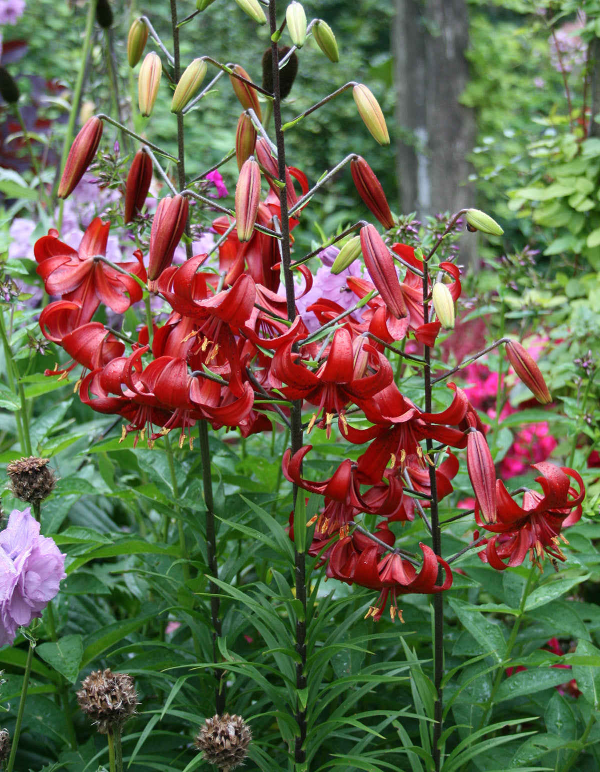 Red Velvet Tiger Lily - 5 bulbs