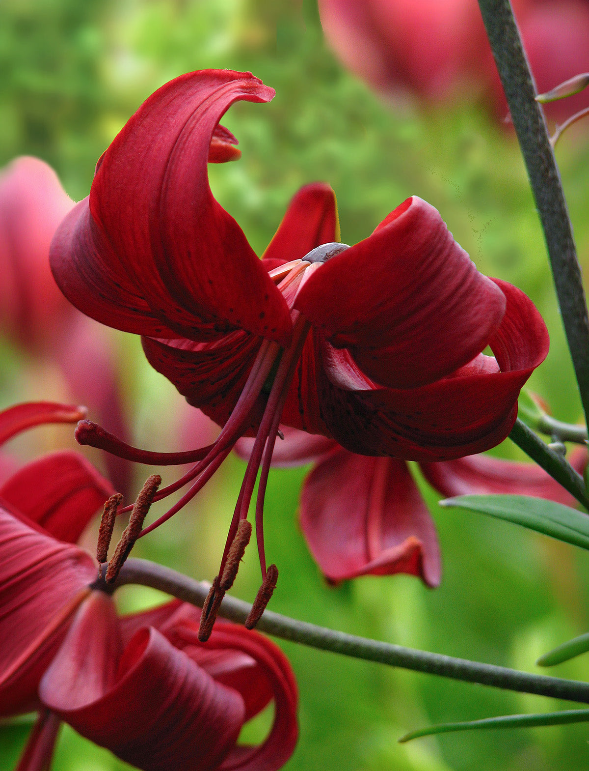Red Velvet Tiger Lily - 5 bulbs