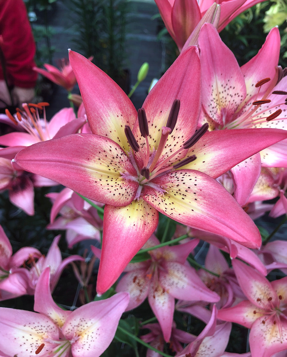 Trogan Asiatic Lily - 5 bulbs