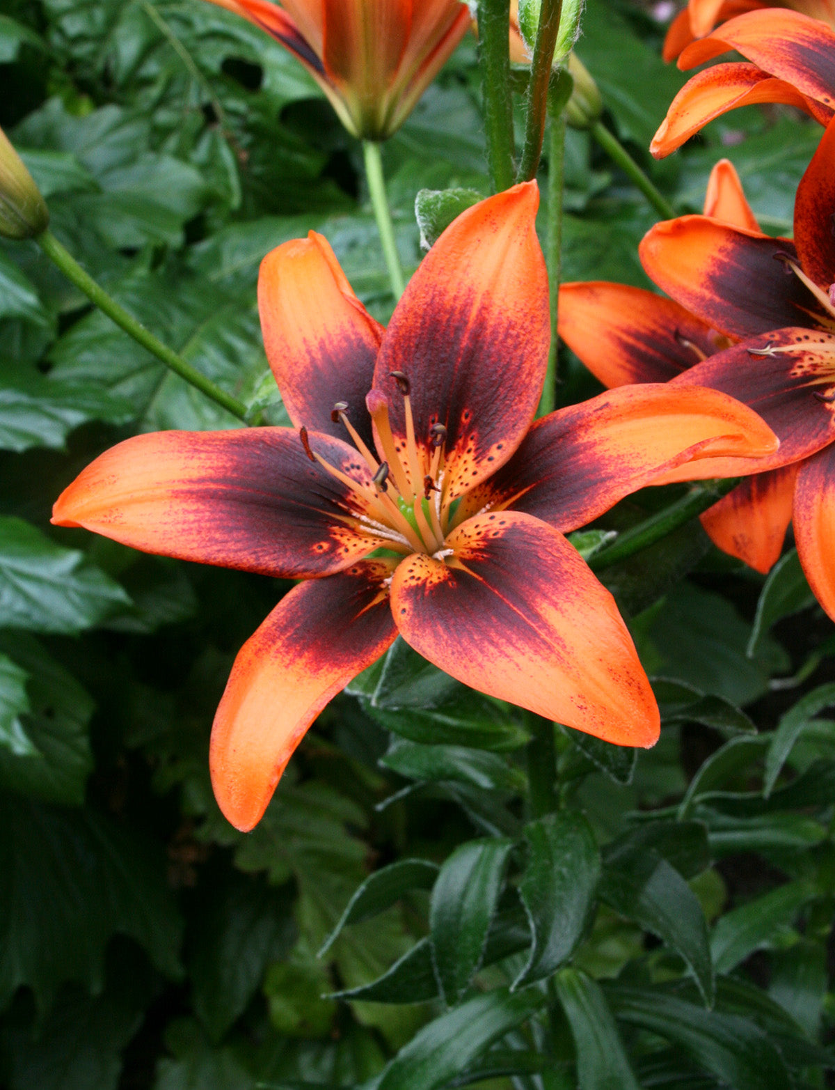 Twosome Asiatic Lily - 5 bulbs