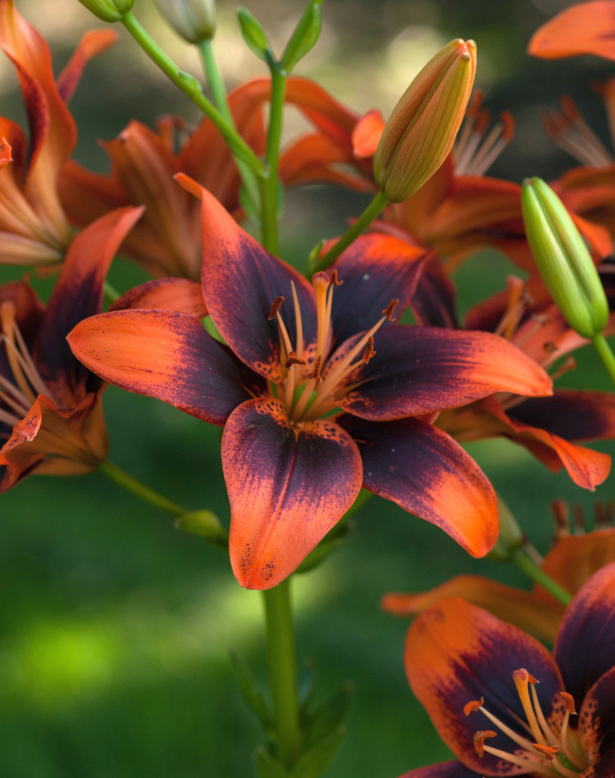 Twosome Asiatic Lily - 5 bulbs