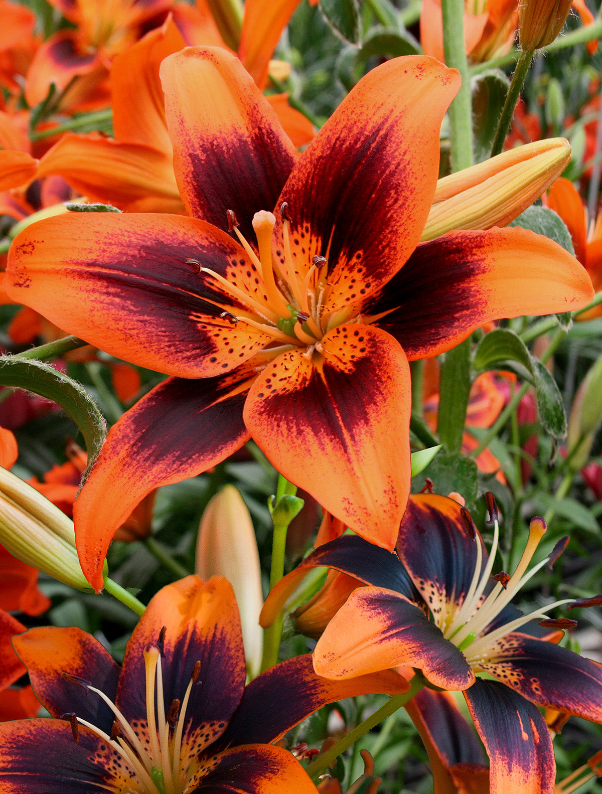 Twosome Asiatic Lily - 5 bulbs