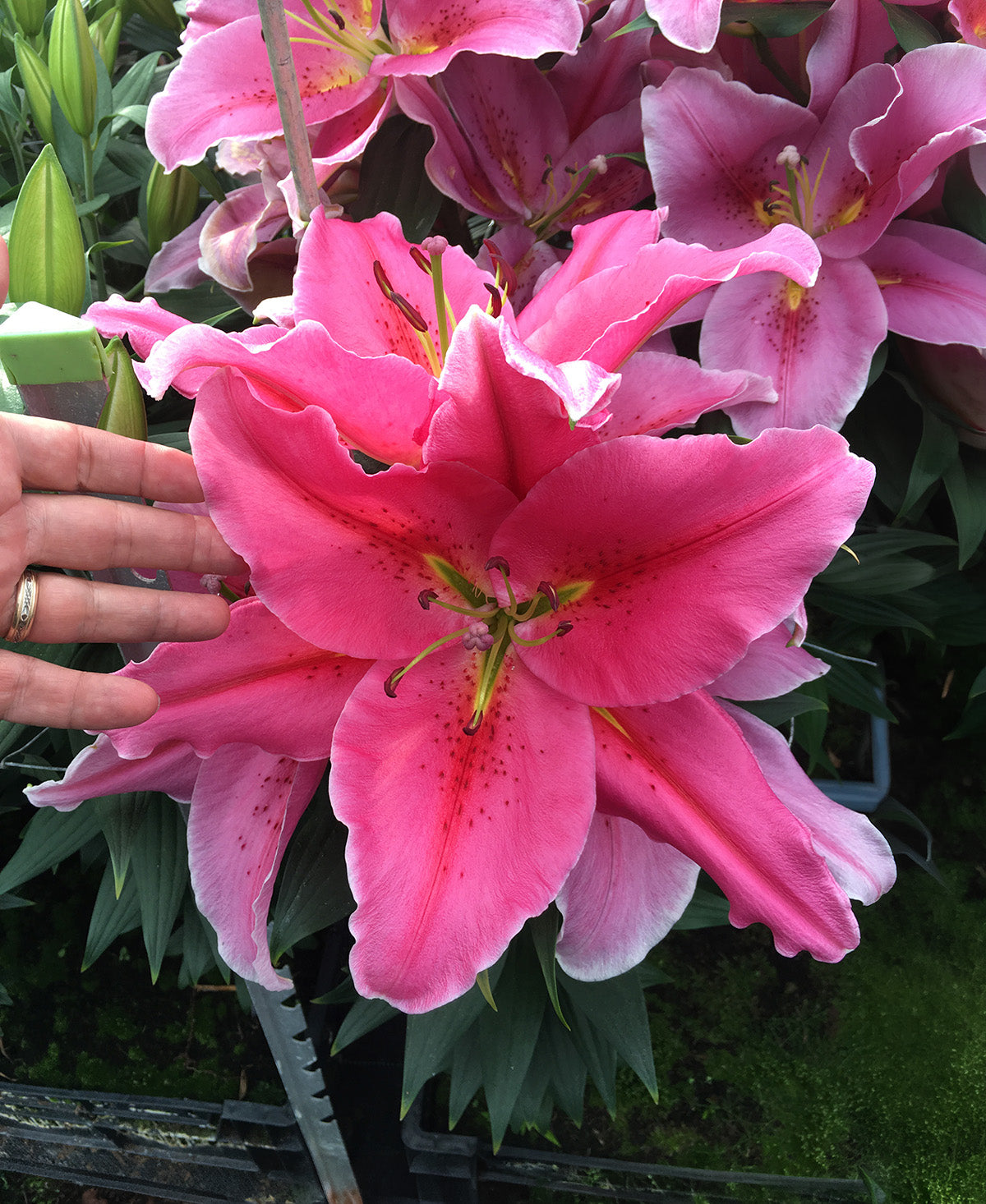 Best Regards Oriental Lily - 5 bulbs