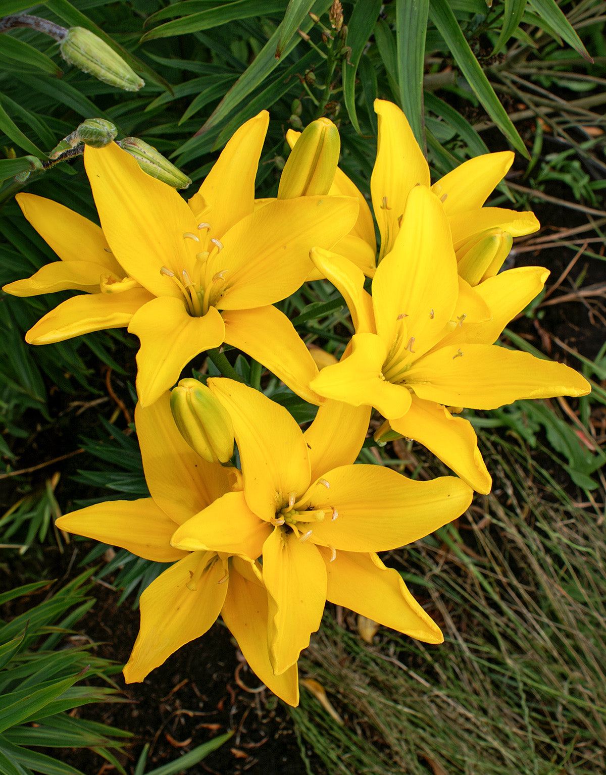 Easy Sun Asiatic Lily - 5 bulbs