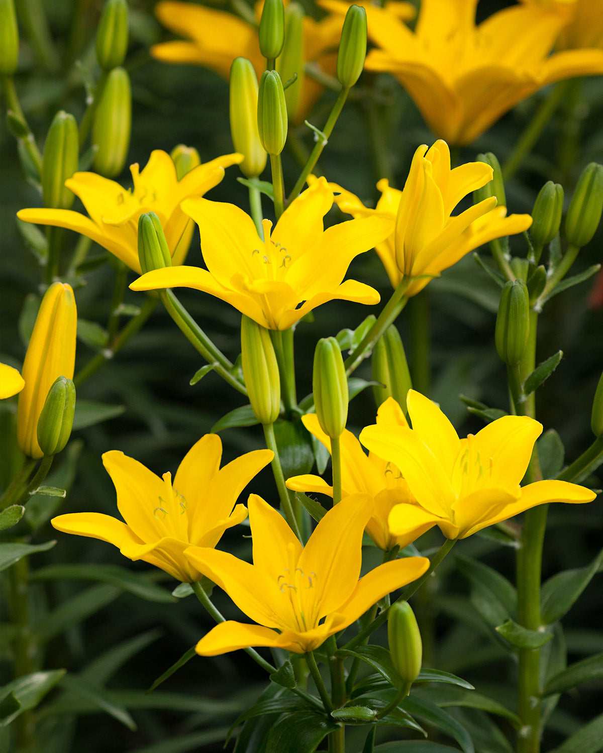 Easy Sun Asiatic Lily - 5 bulbs