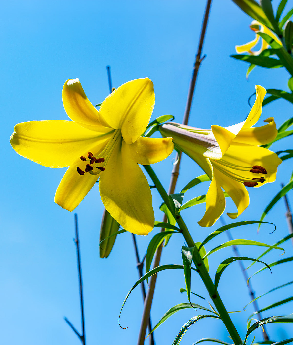 Golden Splendor Trumpet Lily - 5 bulbs