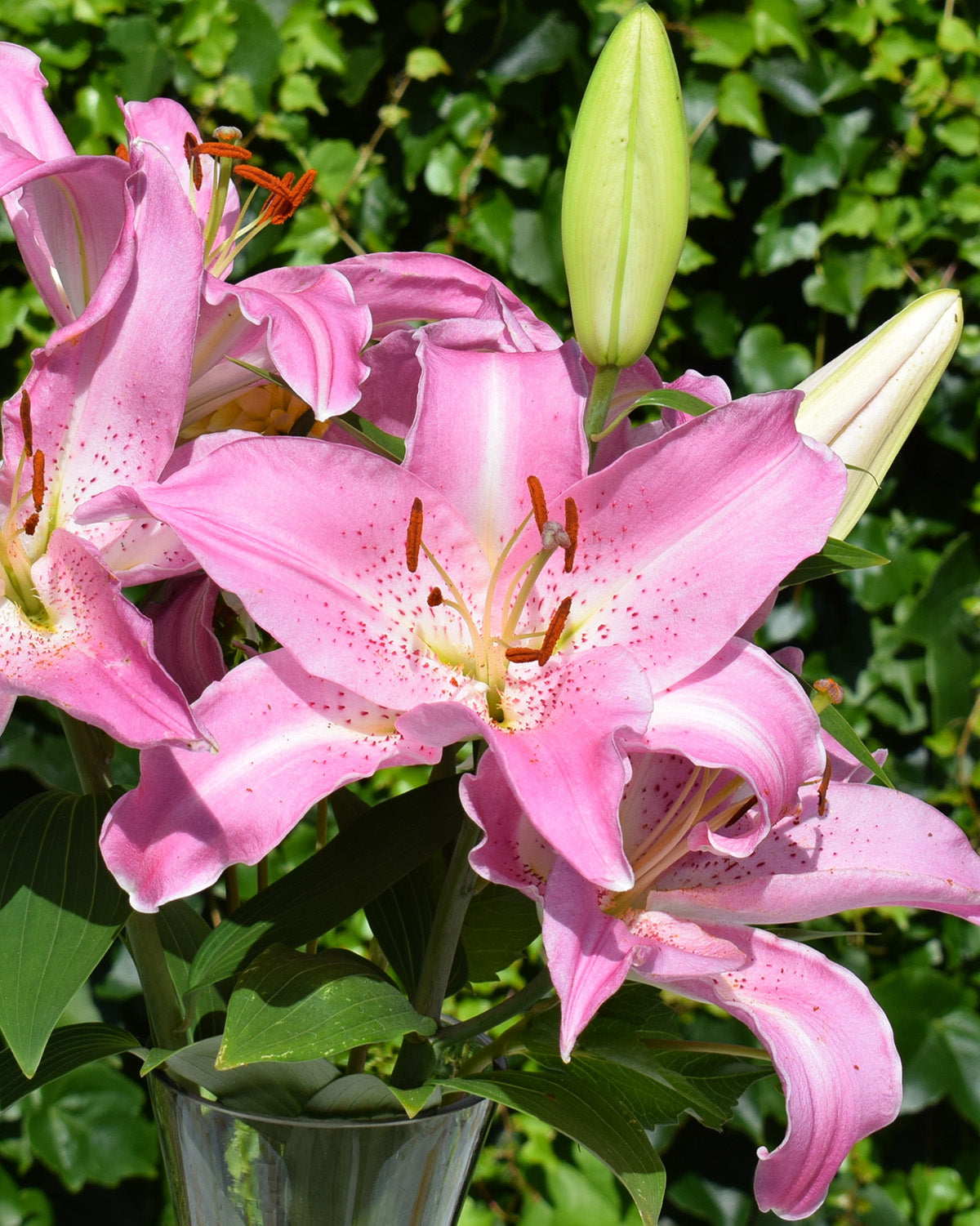 Josephine Oriental Lily - 5 bulbs