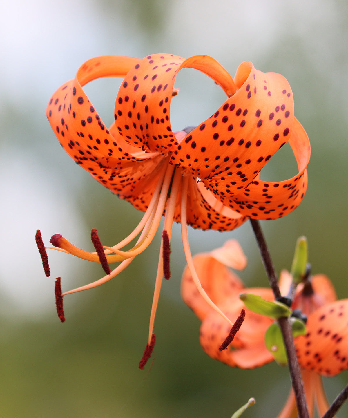 Lancifolium Tiger Lily - 5 bulbs