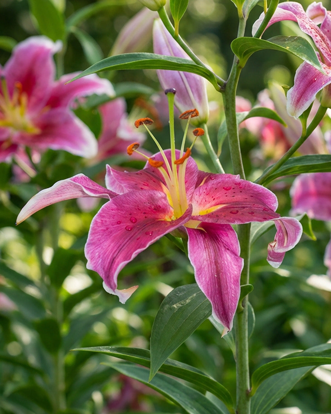 Trogan Asiatic Lily - 5 bulbs