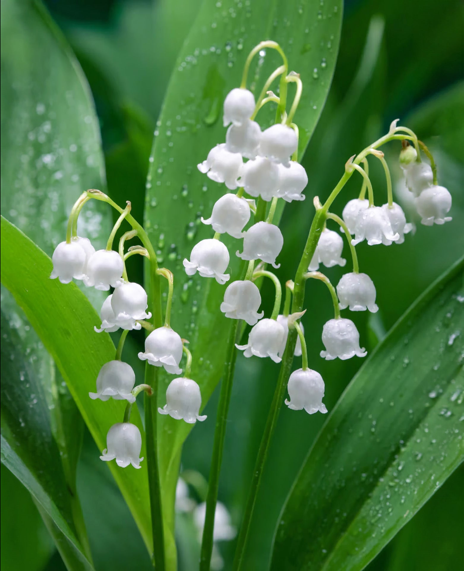 lily flower root Lily of the Valley