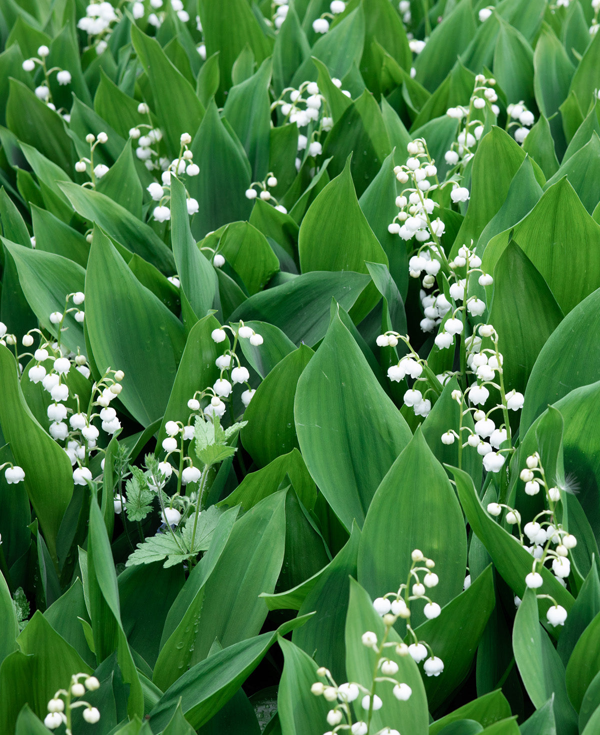 Lily of the Valley - 5 Root Divisions