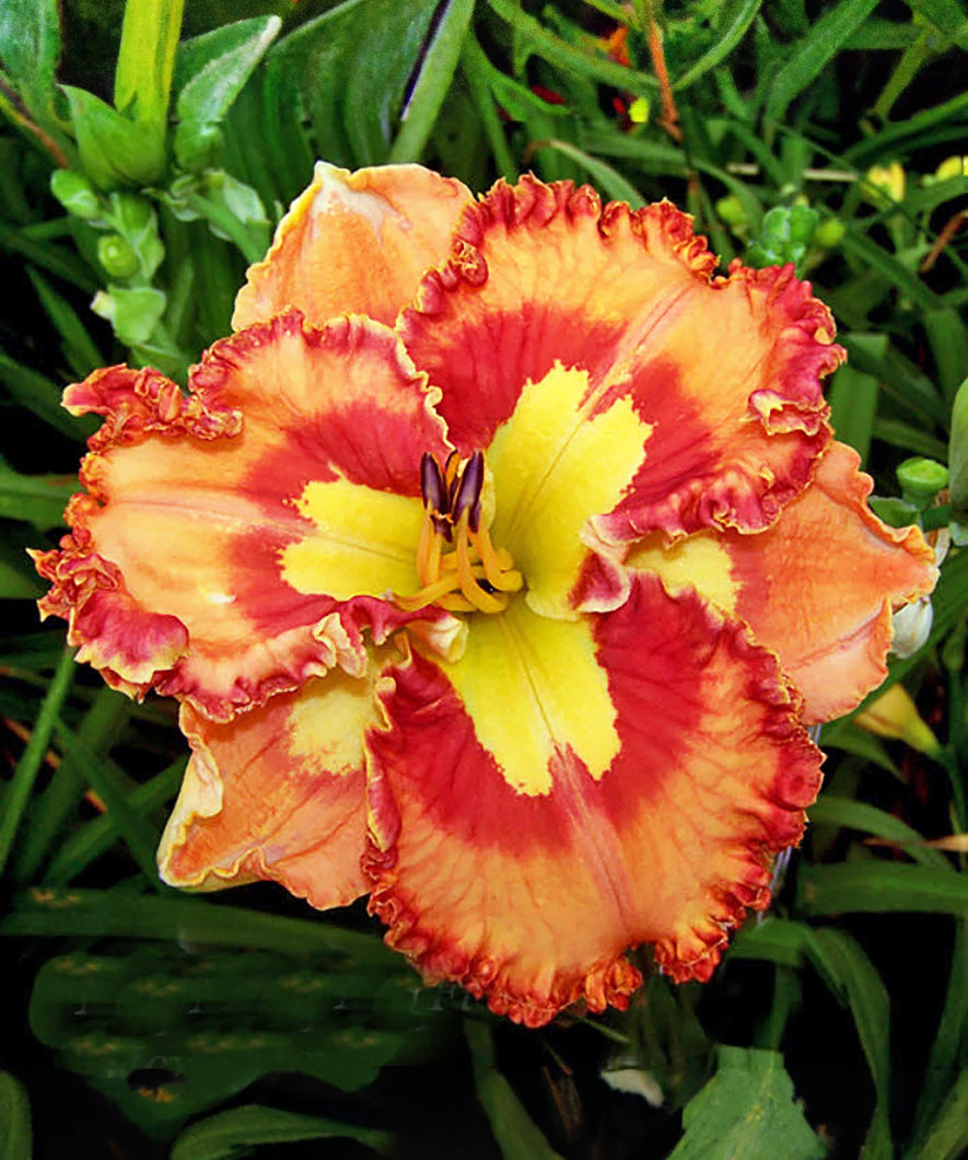 Mexican Fiesta Reblooming Daylily - 1 Single Fan Division