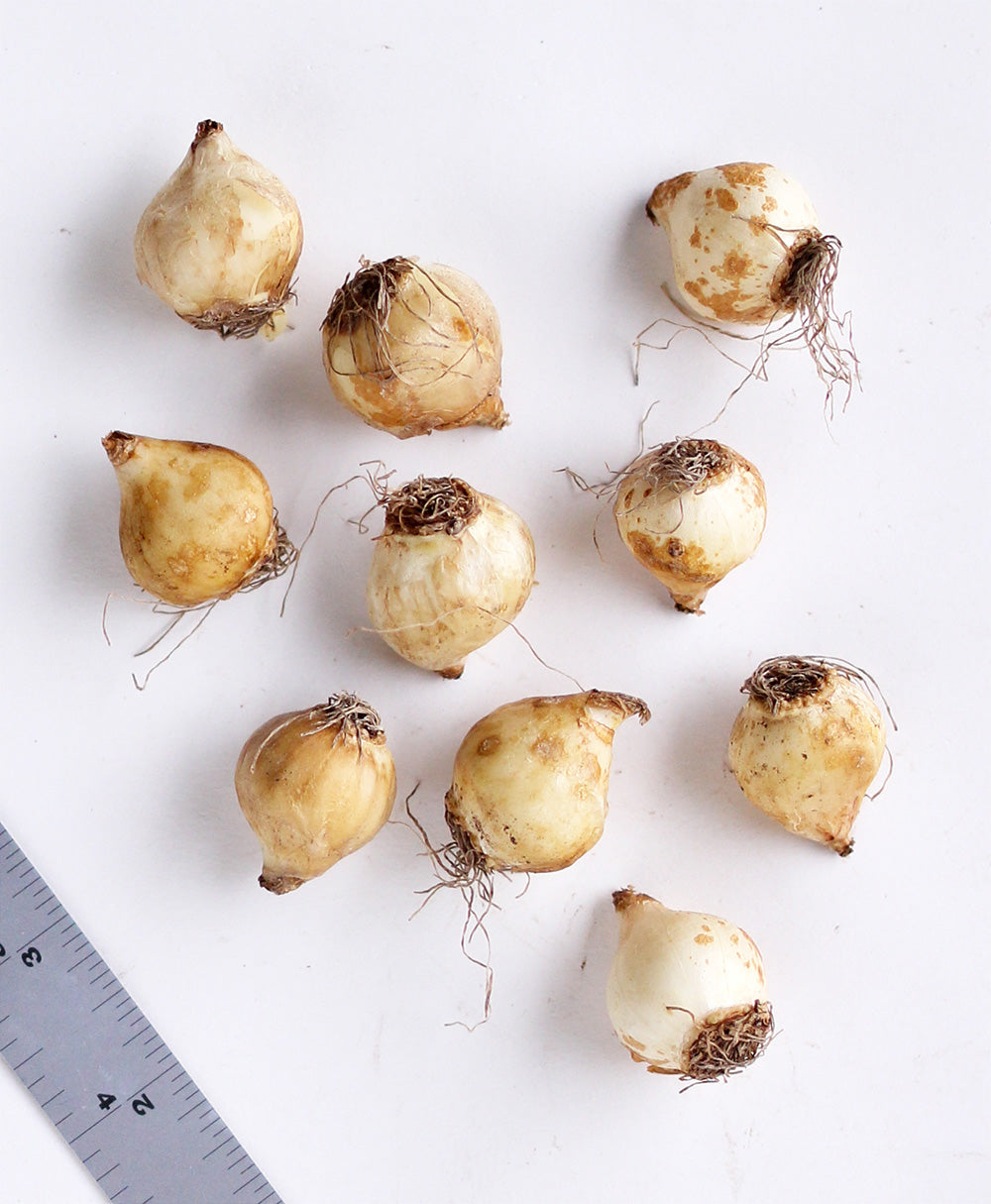 Blue Spike Muscari armeniacum - 10 bulbs