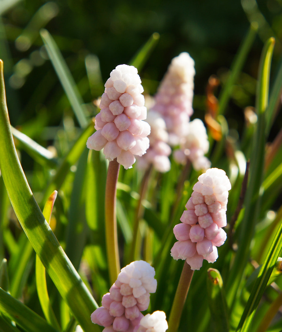 Pink Sunrise Muscari armeniacum - 5 bulbs