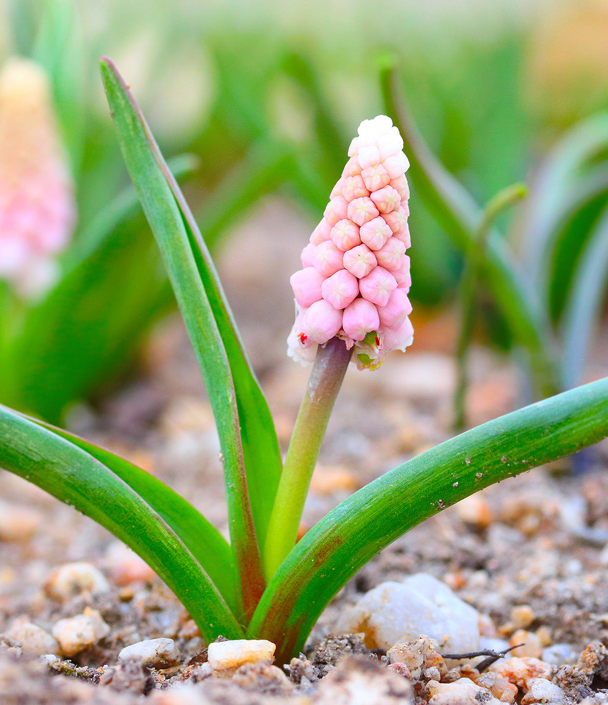 Pink Sunrise Muscari armeniacum - 5 bulbs