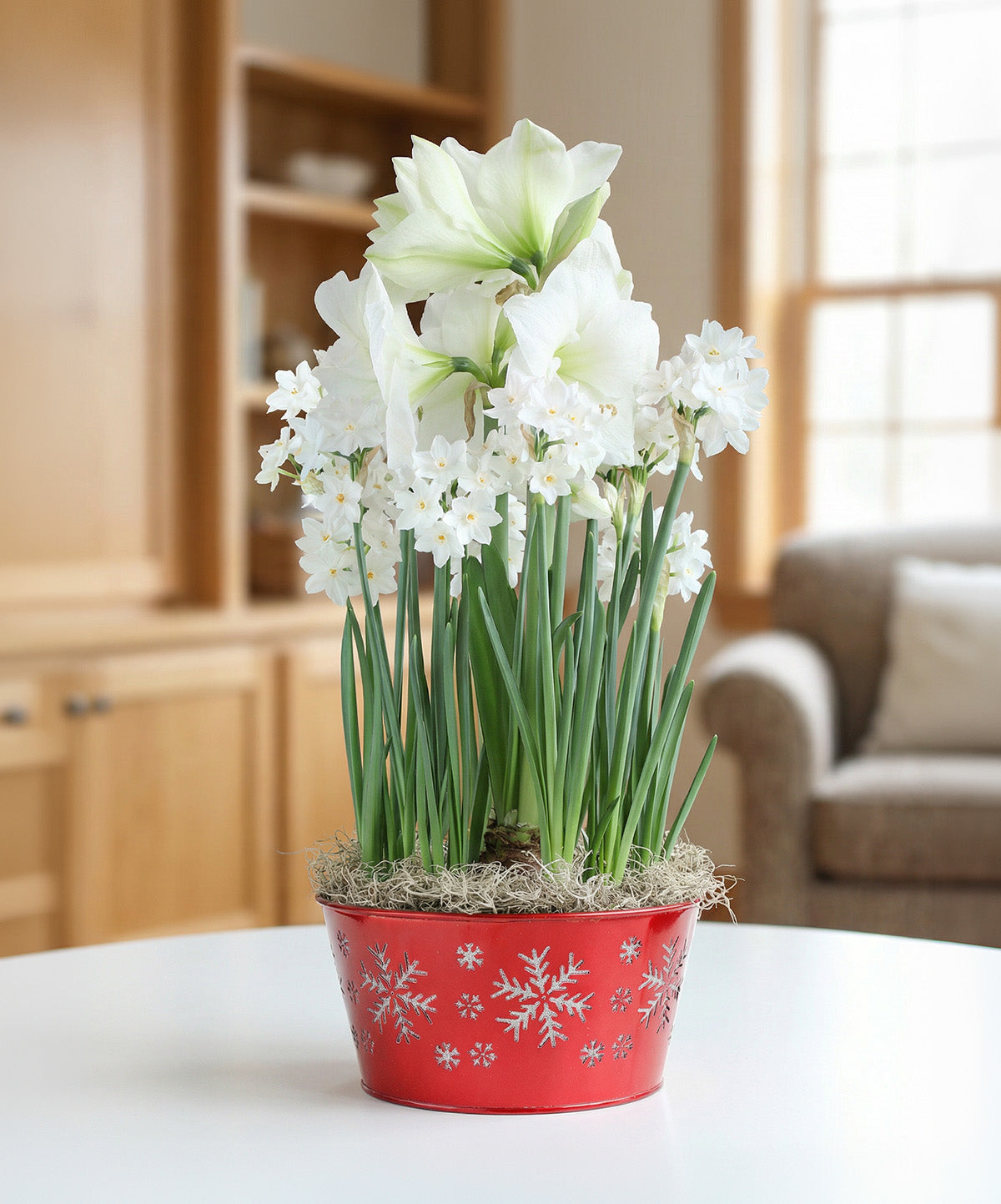 Paperwhite & Amaryllis Snowflake Tin