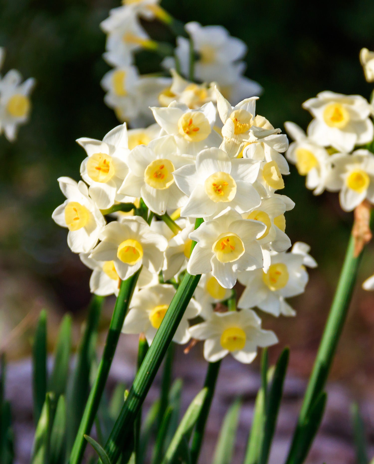 chinese lily flower Chinese Sacred Lily Paperwhites